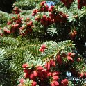 Abies homolepis fleur